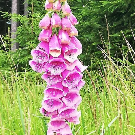 Dobra V Dobre Деревянный коттедж Фридек-Мистек